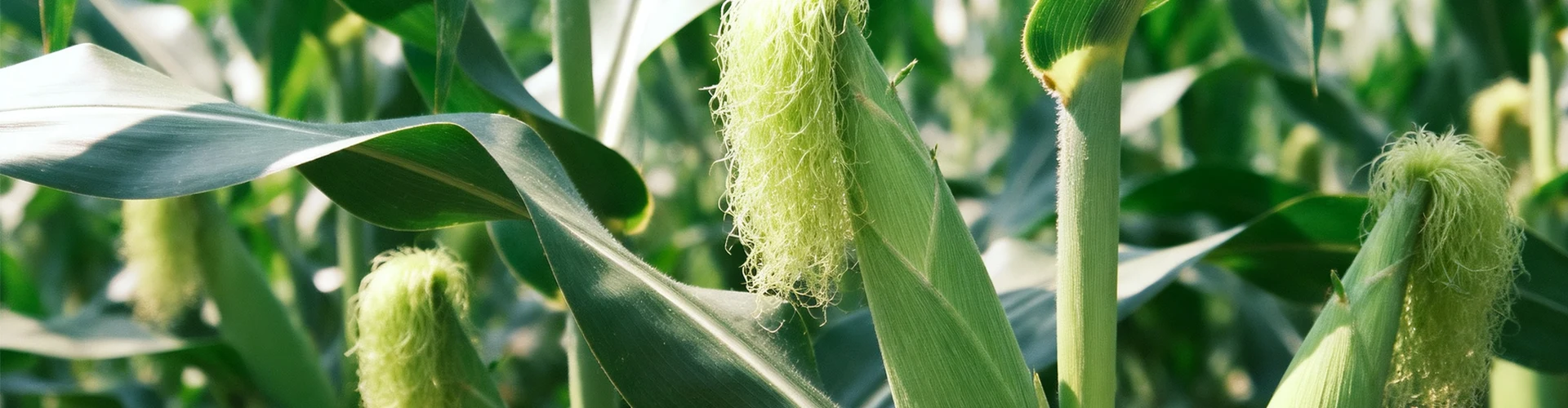 Các sản phẩm