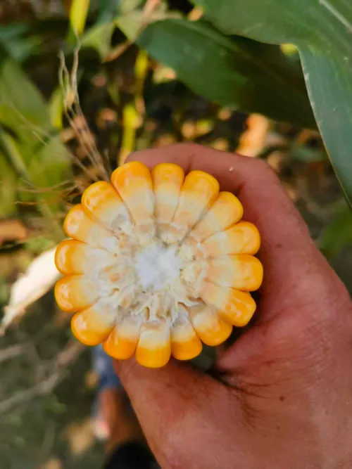 Với các hiện tượng thời tiết có độ ẩm cao xảy ra thường xuyên trên toàn cầu, làm thế nào có thể sản xuất ngô tươi ủ chua chất lượng cao trong điều kiện độ ẩm cao bằng các quy trình khoa học?