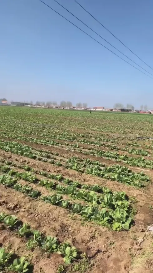 Điểm mạnh cốt lõi nào khiến Yiman Agriculture trở thành nhà cung cấp lý tưởng cho các dự án nhập khẩu số lượng lớn bắp cải muối?