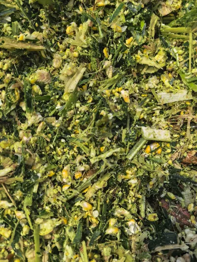 Điểm mạnh cốt lõi nào khiến Yiman Agriculture trở thành nhà cung cấp lý tưởng cho các dự án nhập khẩu số lượng lớn bắp cải muối?