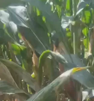 Làm thế nào thức ăn ủ chua hỗn hợp năng lượng cao của Trung Quốc có thể cắt giảm chi phí chăn nuôi và thúc đẩy tăng trưởng chăn nuôi?