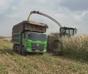 Làm thế nào để tối ưu hóa các ý tưởng ủ ngô để nâng cao chất lượng thức ăn chăn nuôi và lợi nhuận trang trại?