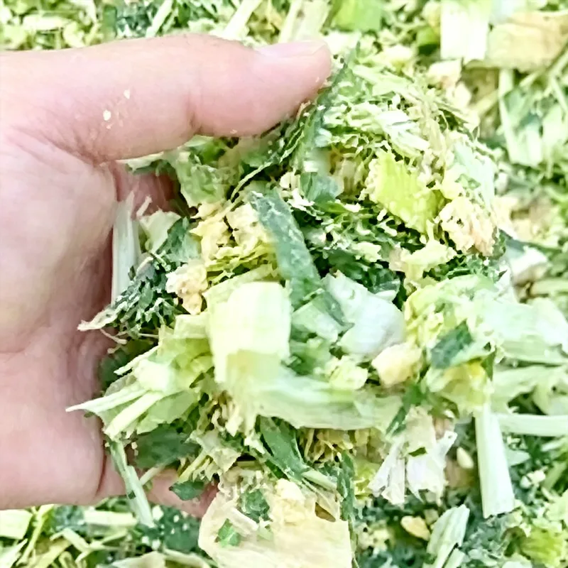Bò vỗ béo ngô ủ chua