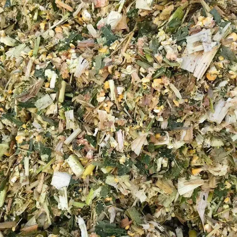 Bò sữa ủ chua ngô