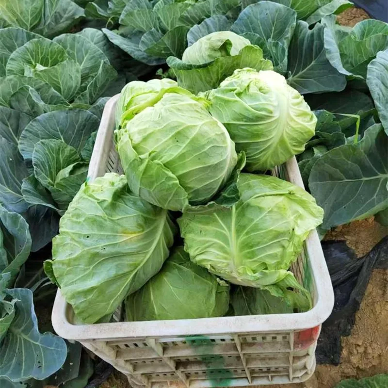 Bắp cải tròn tươi cỡ vừa