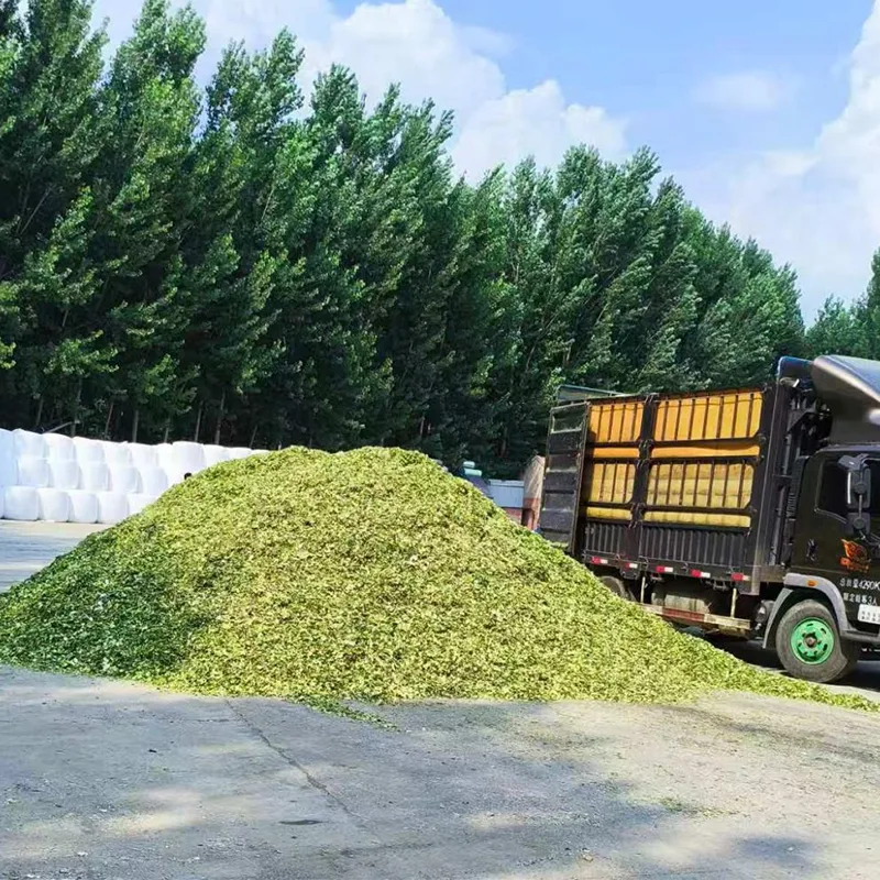 Thức ăn ủ ngô đặc biệt dành cho cừu và dê